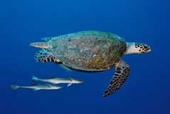Ocean Hunter Liveaboard