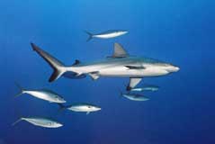 Ocean Hunter Liveaboard
