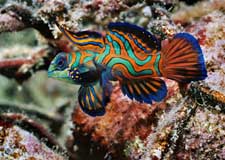 Ocean Hunter Liveaboard