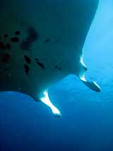 Ocean Hunter Liveaboard