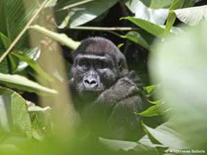 Odzala - Republic of the Congo (Brazzaville)