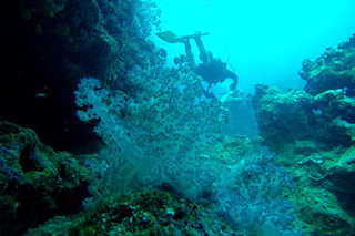 Diving - Oneta Resort - Fiji Dive Resorts