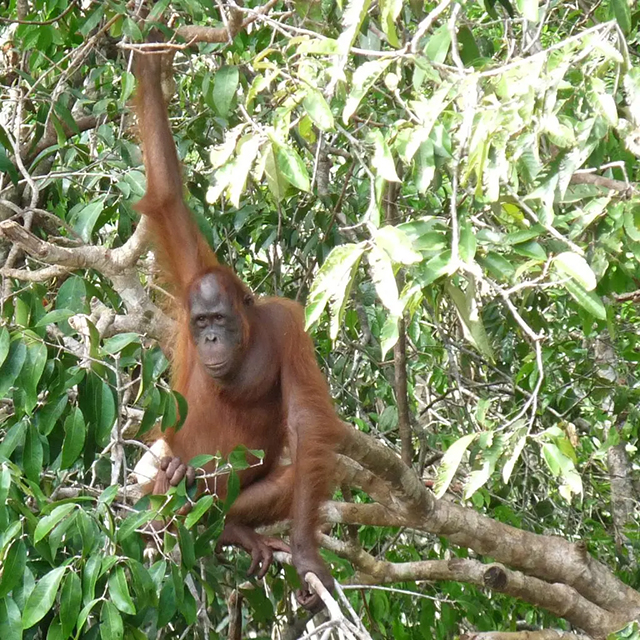 Orangutan in Tanjung Puting National Park