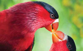Bird of Paradise - Bird Watching, PNG Adventures, Papua New Guinea