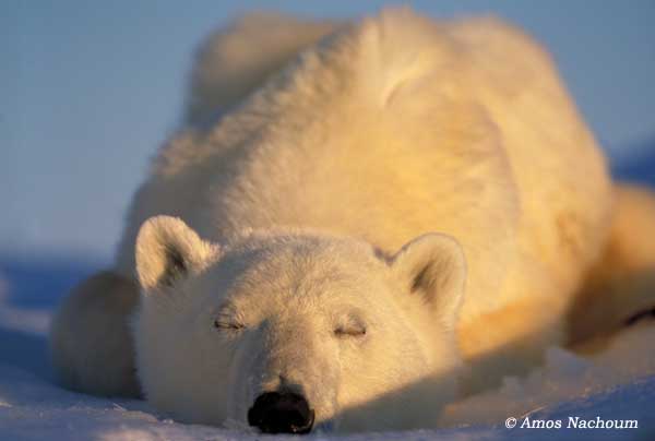 Polar bears, Narwhales, Bow head whales Photography Expedition - BIG ANIMALS with AMOS NACHOUM