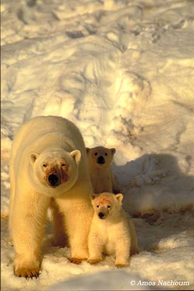 Polar bears, Narwhales, Bow head whales Photography Expedition - BIG ANIMALS with AMOS NACHOUM