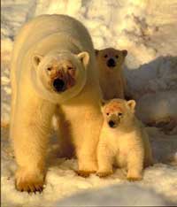 Polar bears, Narwhales, Bow head whales Photography Expedition - BIG ANIMALS with AMOS NACHOUM