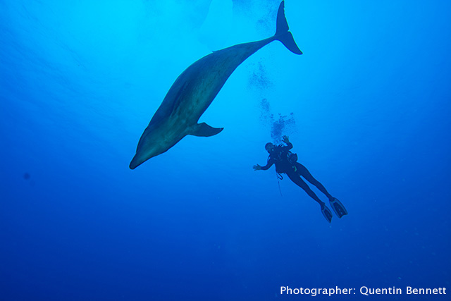 Cindi with a dolphin - diving in French Polynesia