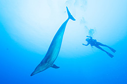 Cindi with a dolphin - diving in French Polynesia