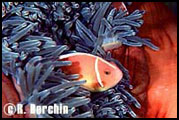 Anemone Fish