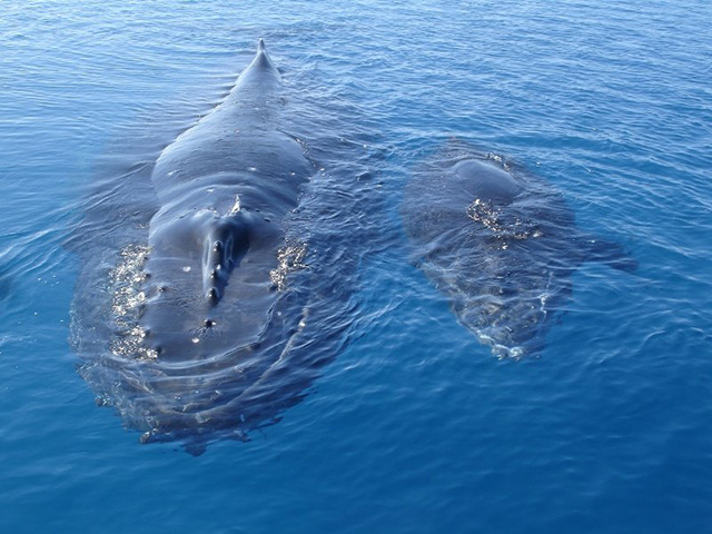 Humpback whales - Raimiti pension in Fakarava