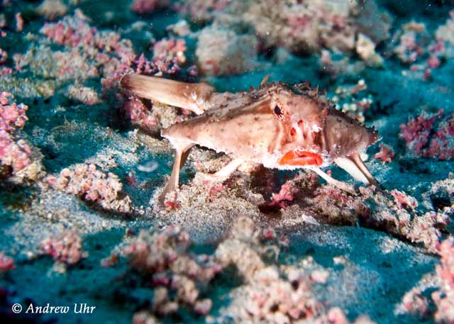 Dive Discovery Trip Report: COCOS ISLAND, March 28-April 7 2010 - UnderSea Hunter