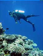 Reef Resort - Tonga Dive Resorts