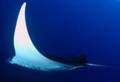 Reefseekers Diving in Komodo National Park