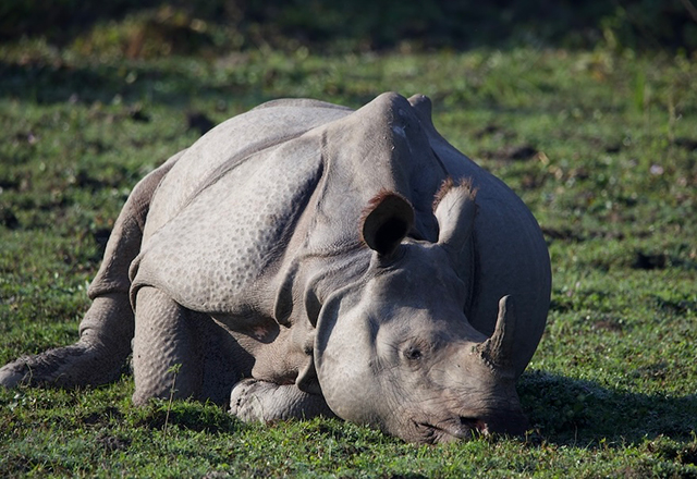 Rhinoceros - and wildlife expedition in Nepal & India, November 14-Dec 1 2023 Trip Report