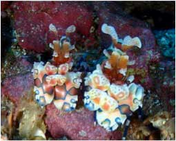 Rocktail Beach Camp - South Africa Dive Resorts - Dive Discovery South Africa