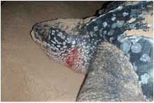 Rocktail Beach Camp - South Africa Dive Resorts - Dive Discovery South Africa