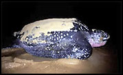 Leatherback turtle
