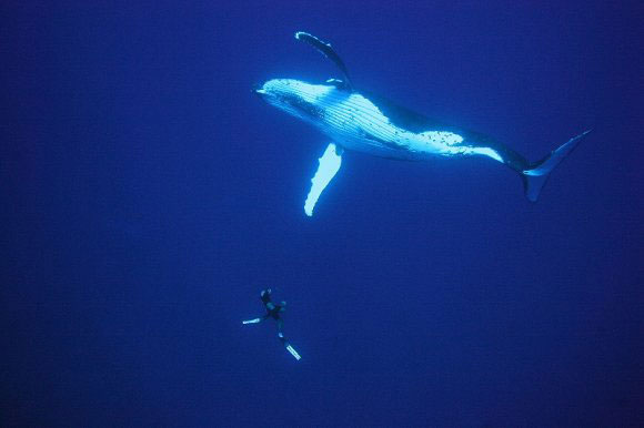 Humpback with snorkeler in clear blue water - Rurutu Dive Tours - Dive Discovery Tahiti
