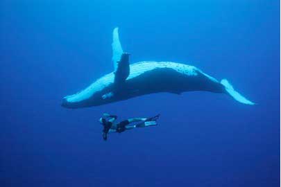 Humpback with snorkeler in clear blue water - Rurutu Dive Tours - Dive Discovery Tahiti