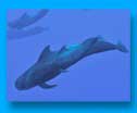 Humpback Whales Migration - Diving Rurutu - Dive Discovery Tahiti