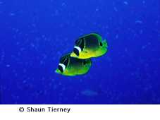 STierney_butters