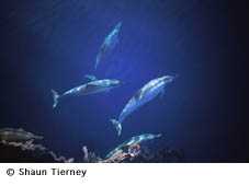STierney_dolphins4