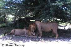 STierney_lions