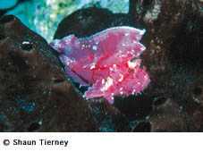 STierney_leaf