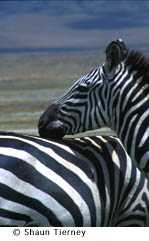 STierney_zebra