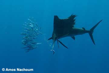 Sailfish - BIG ANIMALS with AMOS NACHOUM - Dive Discovery