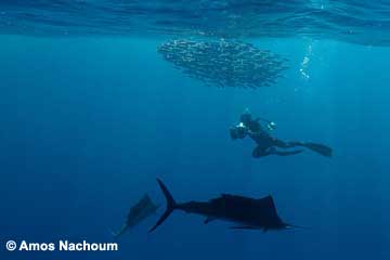 Sailfish - BIG ANIMALS with AMOS NACHOUM - Dive Discovery