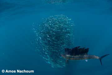 Sailfish - BIG ANIMALS with AMOS NACHOUM - Dive Discovery