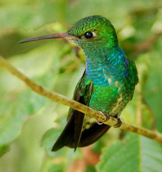 Hummingbirds Ecuador - Bird Watching