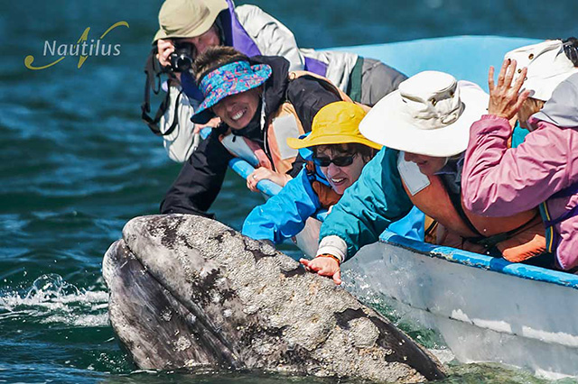 San Ignacio - Pacific Gray Whales - 3 Nights/4 Days