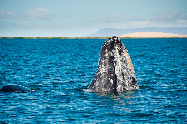 3 Day San Ignacio Whale Watching, Mexico - Dive Discovery