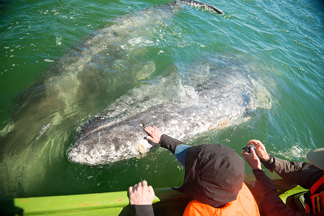 Gray whales - 3 Day San Ignacio Whale Watching, Mexico - Dive Discovery