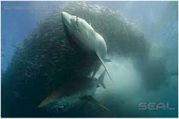 Diving in South Africa, Mozambique & East Africa Islands