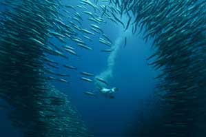 Sardine Run