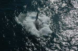 Sardine Run