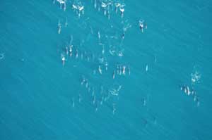 Sardine Run