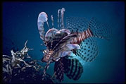 Underwater Photo, Philippines