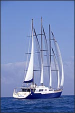Sea Star