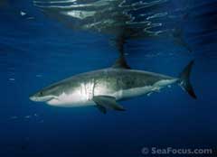 Great White Shark at Guadalupe