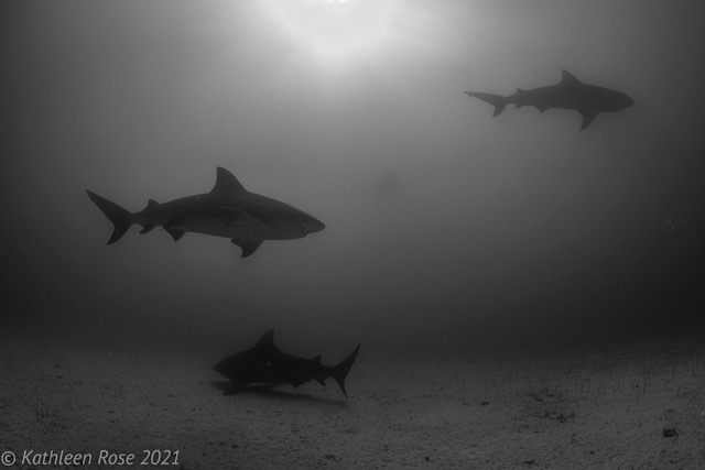 Bull sharks in Cabo Pulmo