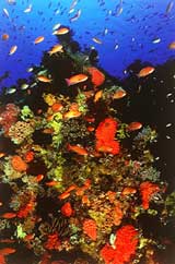 Photo courtesy of Komodo National Park