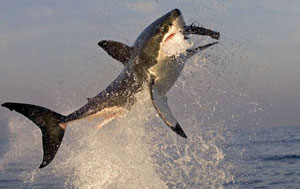Flying Great White Sharks, Seal Island, South Africa, Cape Town