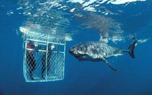 Great White Shark Cage Diving, Gansbaai South Africa