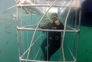 Great White Shark Cage Diving in Seal Island - False Bay