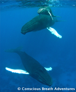 Humpback Whales in Silver Bank, Dominican Republic